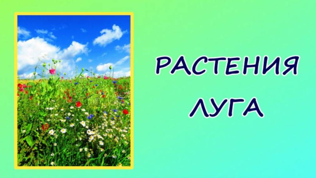Окружающий мир. Растения луга. Видеоурок.