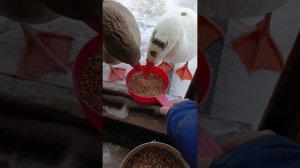 Поселковские будни . Уборка у птички. Надробила зерно. Планы или фантазии?