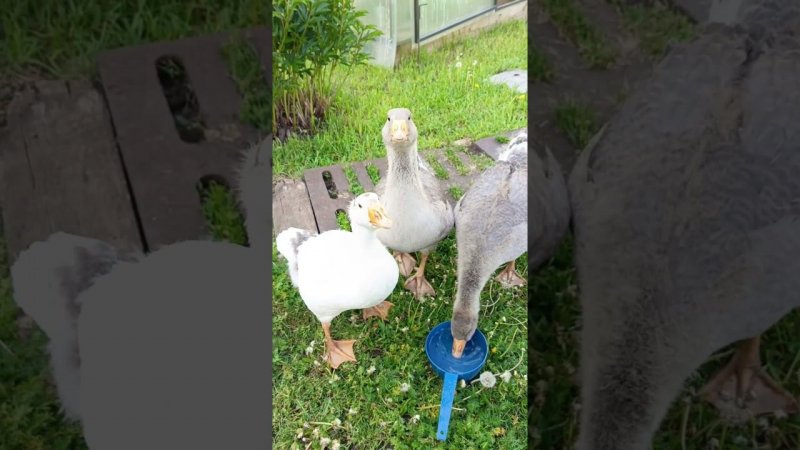 Три весёлых гуся) Пить захотели  #goose #animals