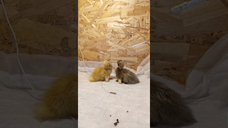 Бегунков уже двое!