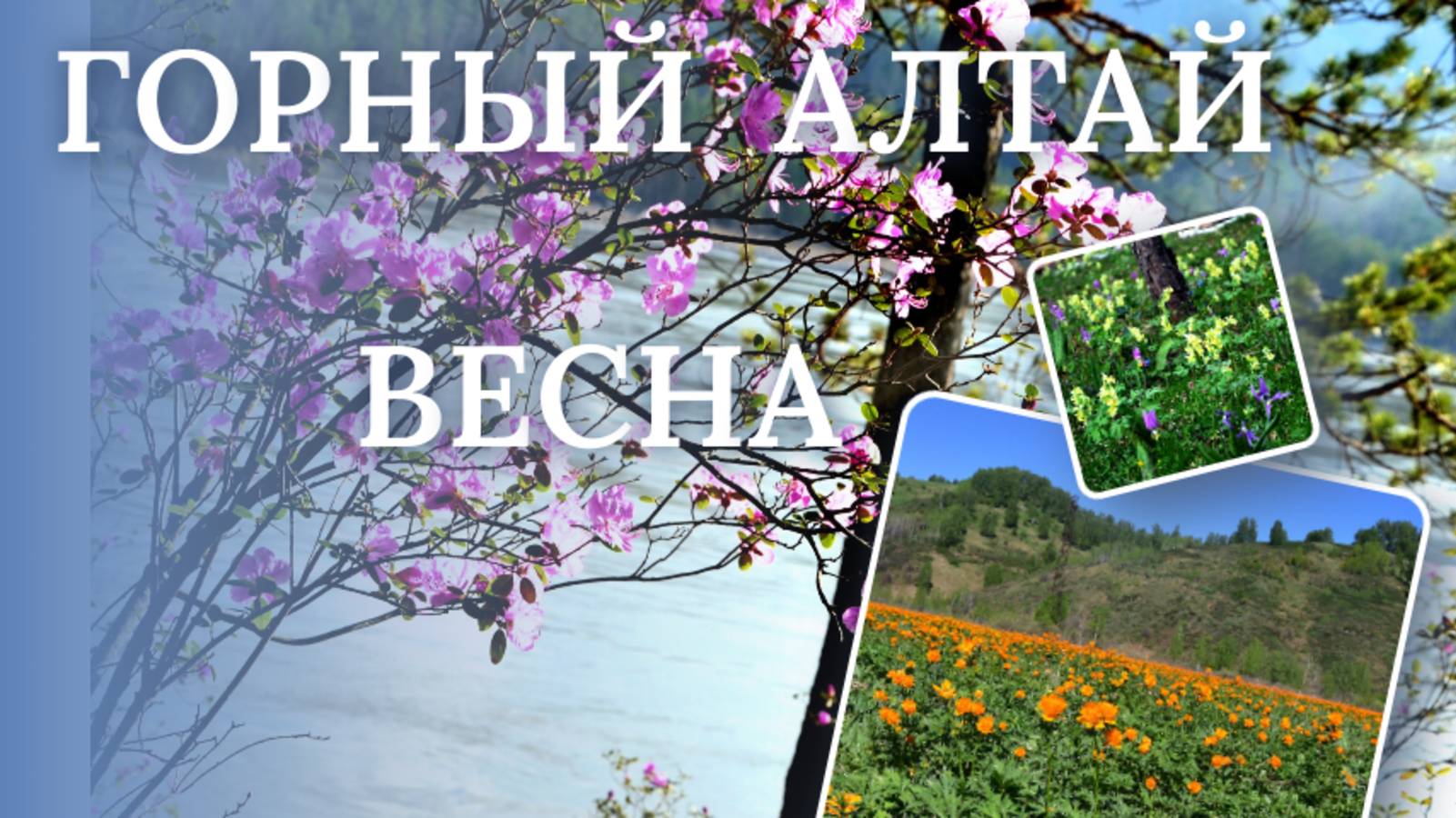 АЛТАЙ I Весна в горах