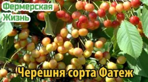 Черешня сорта Фатеж