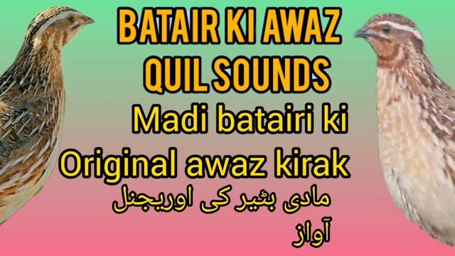 Female quail mating call مادی بٹیر کی کرک