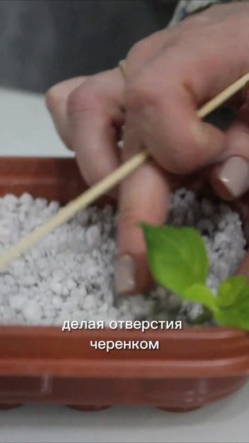 3 ГЛАВНЫЕ ОШИБКИ при черенковании #черенки #черенкование #цветывсаду #цветы #дача смотреть онлайн