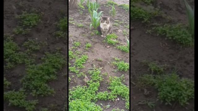 Разговорчивый котик😺