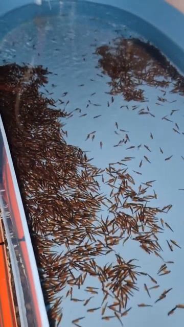 личиника форели. сиамские близнецы. #форель#узв#рыбоводство#семейнаяферма смотреть онлайн