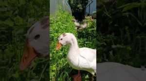 Планы по дому выполняются. Установили крысоловки.