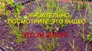 Хотите остаться без роз? Или вырастим шикарный розарий? Правильно готовим розы к зиме.