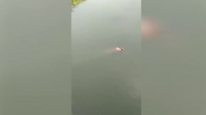 Это нужно видеть! Животные герои спасают людей и зверей