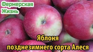 Яблоня позднезимнего сорта Алеся описание культуры, посадка и уход