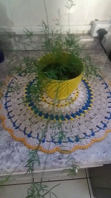 Aspargo-Alfinete/(Asparagus densiflorus) Sprengeri.[Ler Descrição] смотреть онлайн