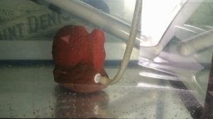 икра личинка тернеции первые движения