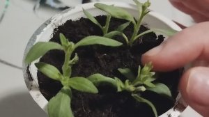 Укоренение петуний вегетативным способом. Обзор.