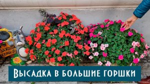 Высадка бальзаминов Уоллера на постоянное место в большие горшки