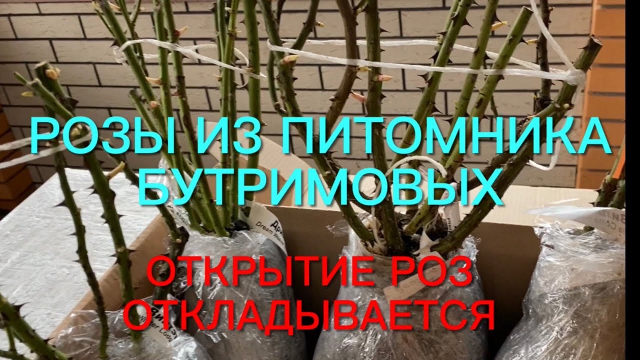 Розы. Загад не бывает богат! Открытие роз откладывается. Посылка из питомника Бутримовых.