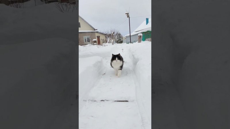 Язик - снежный кот❄️ #котки #кот #cat