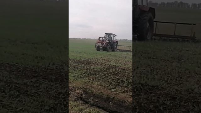 Оз Пшеница сорт Скипитр РС1. смотреть онлайн