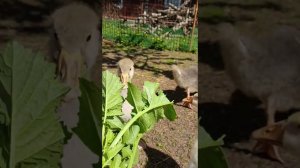 Начался ремонт дорог возле дома. Бегунки, индоутята и гусики)
