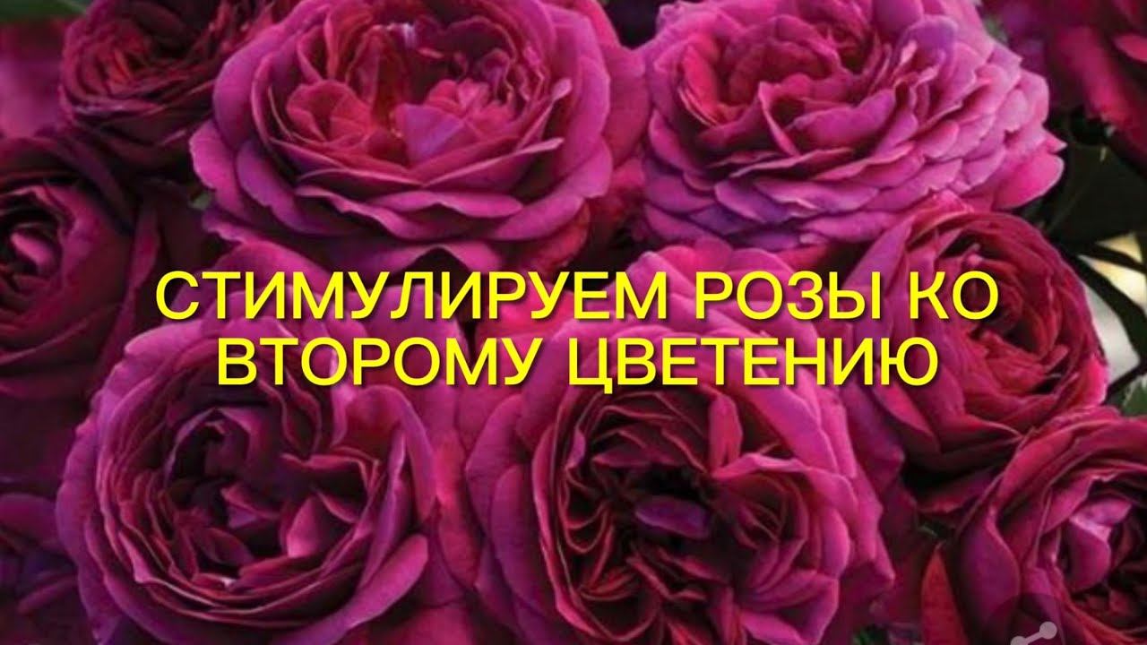 Стимулируем розы ко второму цветению. Правильно обрезаем розы и пышное цветение гарантировано.