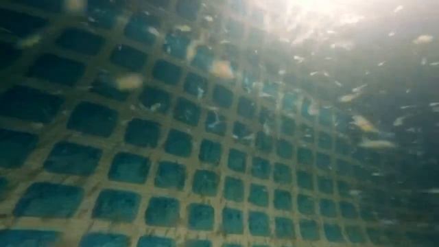 АкваПром: Личинка Клариевого сома 1день смотреть онлайн