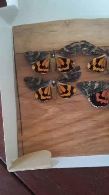 моя коллекция бабочек через 1.5 недели. смотреть онлайн