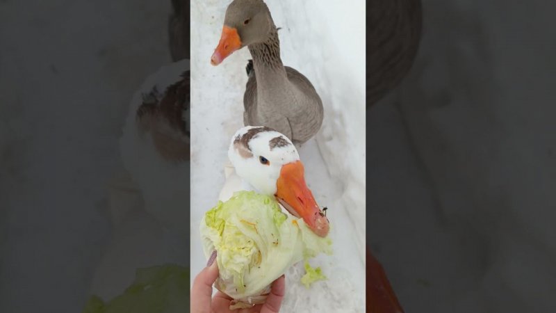 Гуси хрумкают капусту #goose