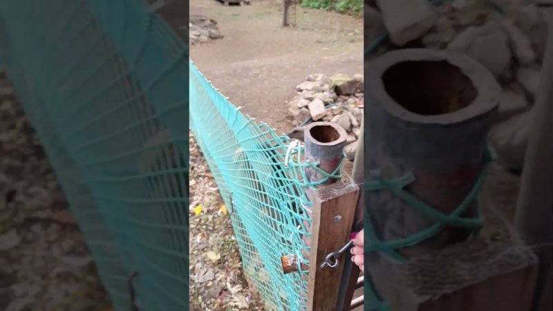 Индийский бегунок. На прогулку  #duck
