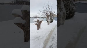 И снова нас замело. Играюсь со снегоуборщиком Как мои птички в снегу?