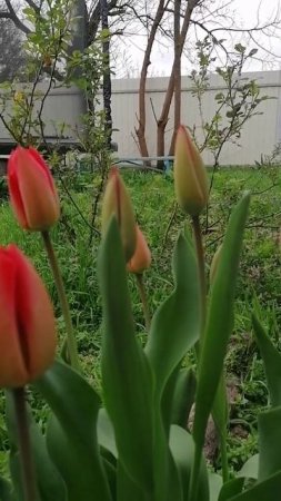 Красивые тюльпаны! А иы собираемся на прививки с собаками.