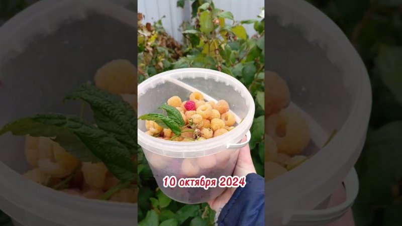Малина в октябре. Последняя.... #дача #малина