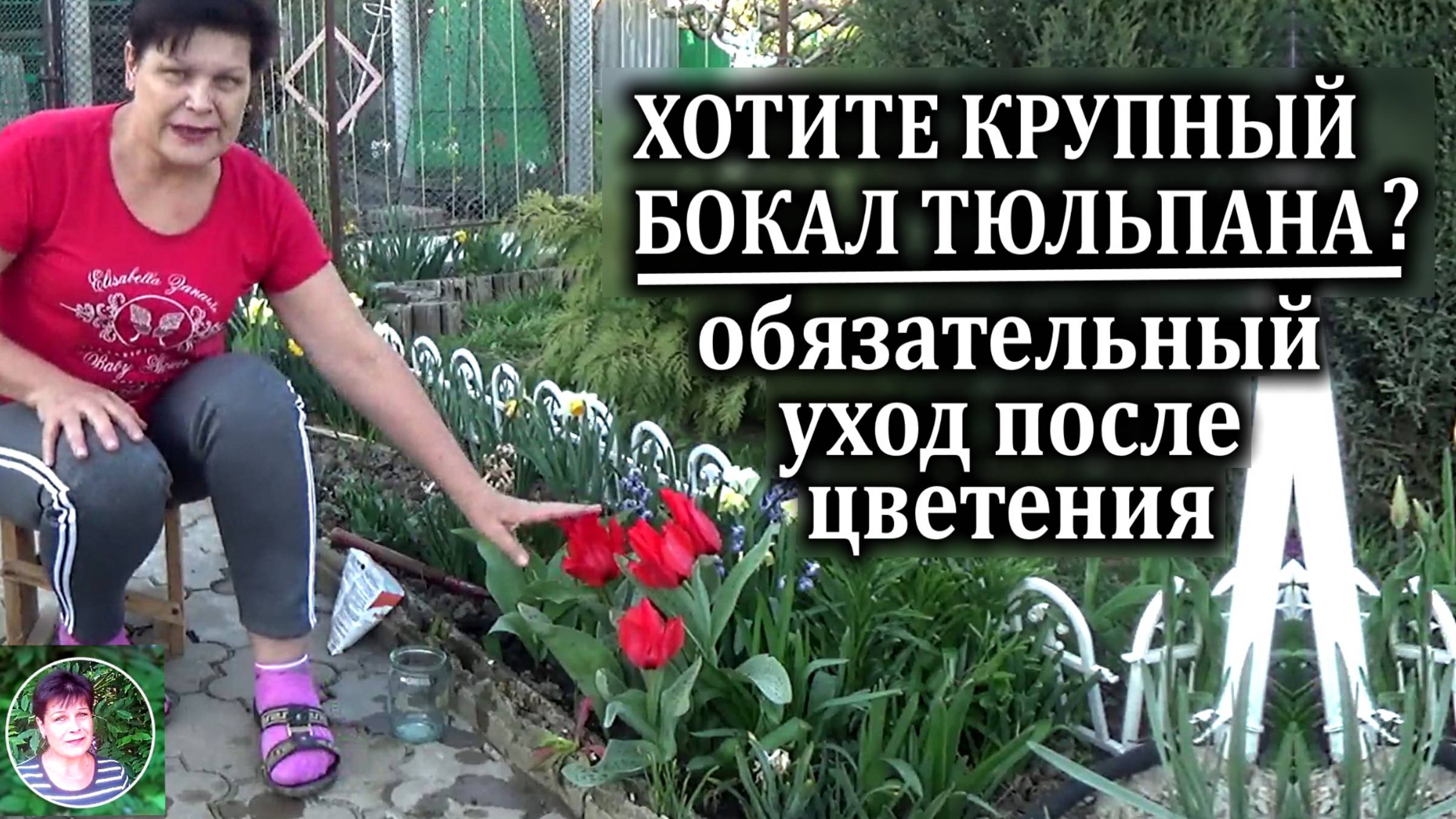 Хотите крупный бокал тюльпана не бросайте уход за тюльпанами после цветения Что нужно сделать