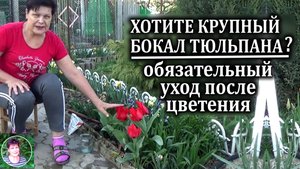 Хотите крупный бокал тюльпана не бросайте уход за тюльпанами после цветения Что нужно сделать