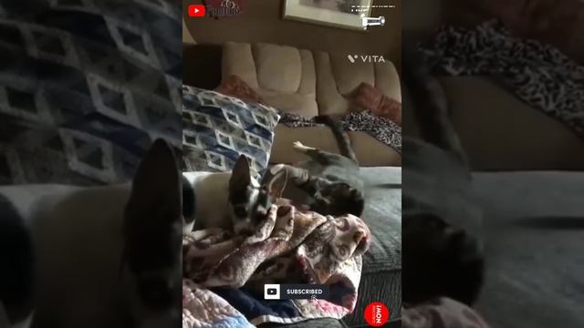 Cute & Sweet Animals Compilation  Videos (Part C)