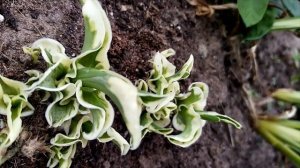 Хоста Let's Twist Again #hosta #хосталетствистэгейн