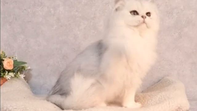 Британская серебристая малышка Валенсия. смотреть онлайн