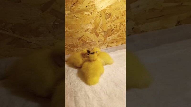 Незапланированное пополнение ))) Индоутята