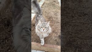 Прогулки вокруг дома. Куры, коты, лужи)