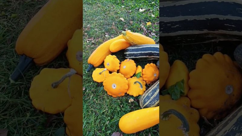 Урожай на 15 сентября) #дача