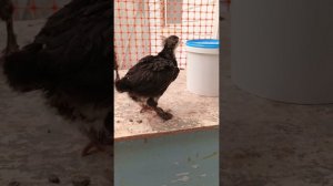 Снова пришли дожди. Сделали много важных дел.