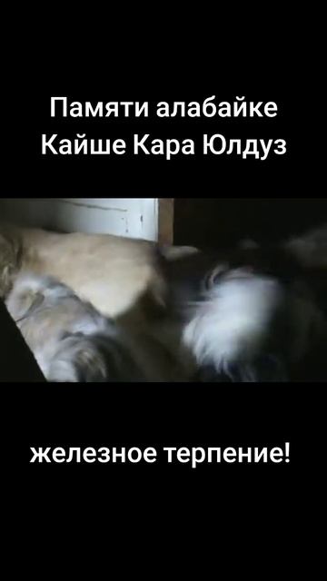 Памяти алабайки Кайше Кара Юлдуз