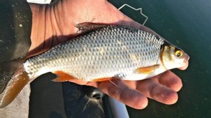 Вот как можно ловить рыбу! Рыбалка с лодки на донку, удочку, мормышку.