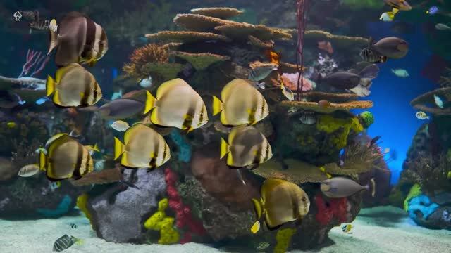 Underwater🐟 HDR 4K Ultra HD 60fps OLED   Dolby Vision™