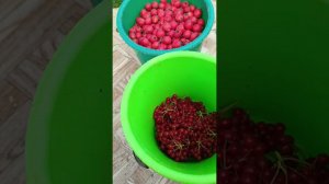 Немного о деревьях в моём саду. Компот из того, что было, экспериментальный.