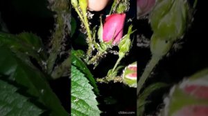 Результат работы биоинсектицида "Биоместин" по тле.