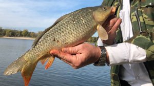 Щука, Карась, Сазан - и все это называется Рыбное Ассорти 🐟