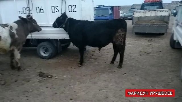 МОЛБОЗОРИ Уяс барои заказхои шумо хакони молбозори.....23 12 2020 смотреть онлайн