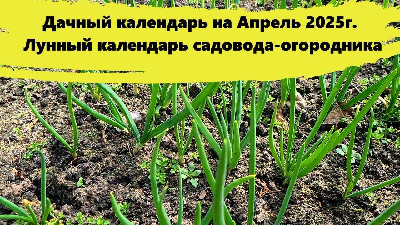 Дачный календарь на Апрель 2025 для сада и Огрода. Лунный календарь садовода