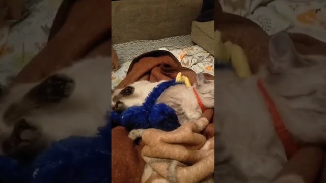 ПЕРВОЕ ВИДЕО НОВОГО ГОДА✨/ДАВАЙТЕ ЗНАКОМИТЬСЯ😊/ПРАЗДНИЧНАЯ НЕДЕЛЯ/РАСХЛАМЛЕНИЕ/УБОРКА🧹