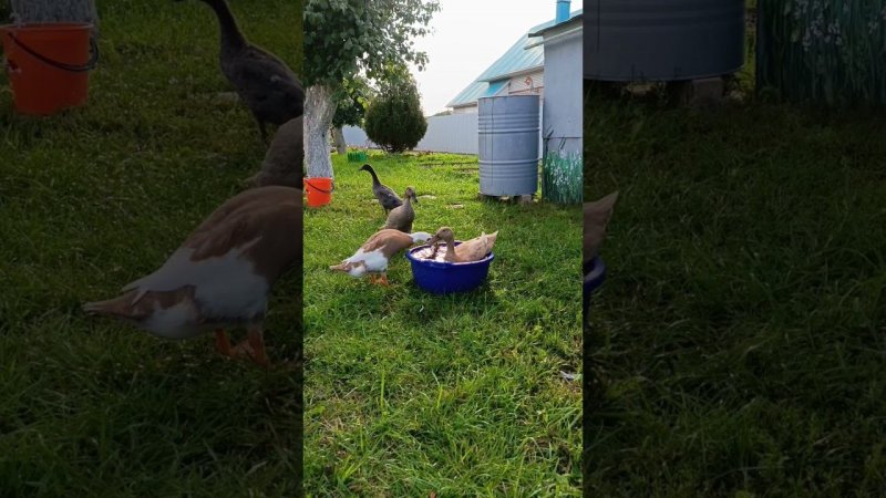 Индийский бегунок. 4 месяца.#duck #индийский бегунок