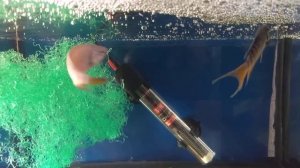 Нерест макроподов